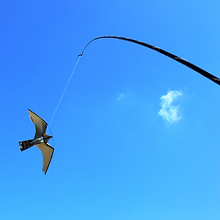 22FT. MARINE FALCON KIT